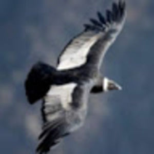 Meet your Posher, Melody